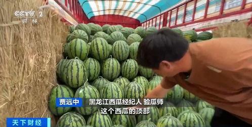 香水吃瓜  第1张