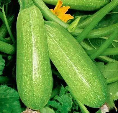 痛风吃小瓜 第1张 痛风吃小瓜 第1张